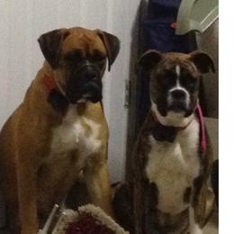 Boxers from Ponderosa Boxers