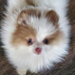 Pomeranian Puppies from Bluebonnet Pomeranians