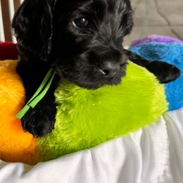 Bernedoodle, Cockapoo, and Goldendoodle Puppies from Avery Doodle Day LLC