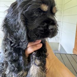 Cocker Spaniel All Grown Up from penny Powell