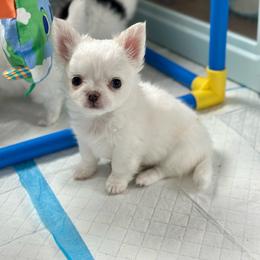 Marshmallow 4350 - White male Chihuahua puppy in Beaumont, Texas from Down south pups