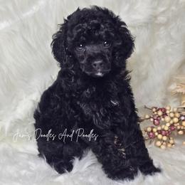 Cornell - Black female Poodle puppy in Cleveland, Georgia from Jam's Doodles And Poodles