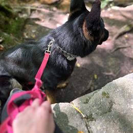 Kyro - Black and tan male German Shepherd puppy in Smethport, Pennsylvania from Vom Lillibruke Strass German Shepherds