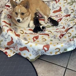 Girl 2 - Black and tan female Pembroke Welsh Corgi puppy in Bartlett, Tennessee from Lakeside Corgi Club