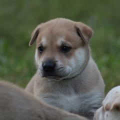Carolina Dog Puppies from Williams Sweet Carolina