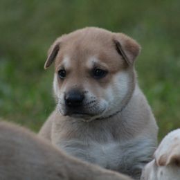 Carolina Dog Puppies from Williams Sweet Carolina