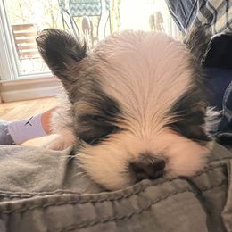 Papillon Puppies from Seven Pillars Papillon