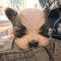 Papillon Puppies from Seven Pillars Papillon