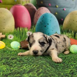 Fly - Black and white female Border Collie puppy in Avilla, Indiana from Borderline Kennels