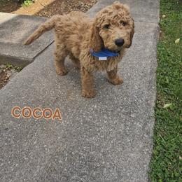 Cocoa - Cream male Goldendoodle puppy in Knoxville, Tennessee from Kokoh Doodles