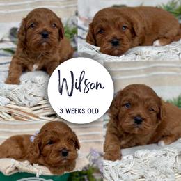 Wilson - Red male Cavapoo puppy in El Dorado Springs, Missouri from Cavish's Missouri Cavaliers, Cavapoos, and Miniature Poodles