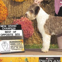 Mocha - Lagotto Romagnolo