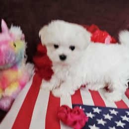 Gersemi - White female Maltese puppy in Piscataway, New Jersey from Norma T.'s Maltese