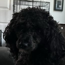 Gigi - Cavapoo