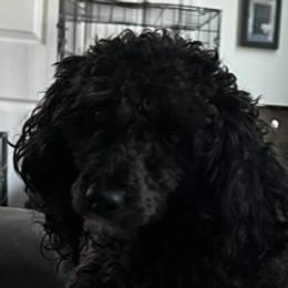 Gigi - Cavapoo