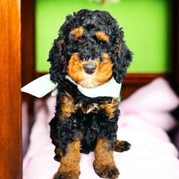 Papaya - Tri-color male Bernedoodle puppy in Beecher, Illinois from Erica’s Doodles