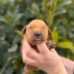 Male 6, Yellow - Dark golden male Golden Retriever puppy in Utah from Deseret Peak Goldens