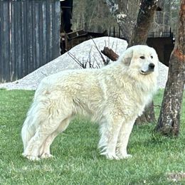 Anatolian Shepherd Dogs and Great Pyrenees from Three Little Birds Farm