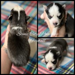 Fireball - Black and white male Pomsky puppy in Rossville, Georgia from Scenic City Pomskies