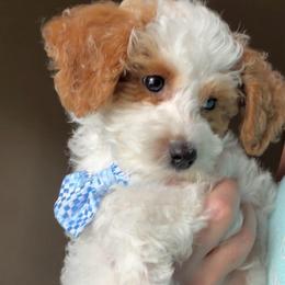 Bean - Parti male Goldendoodle puppy in Decatur, Texas from Scherrer Sweet Goldendoodles