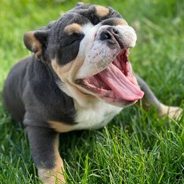 Bulldogs from Invinceabulls