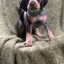 American Leopard Hound, Bluetick Coonhound, and German Shepherd Puppies from Haus Biery German Shepherds, Benchmark Blueticks & Leopard Hounds