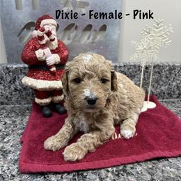 Dixie - Cream female Goldendoodle puppy in Annville, Pennsylvania from Bellegrove Goldendoodles