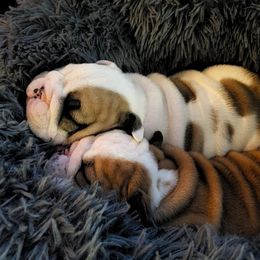 Bulldog and Shetland Sheepdog Puppies from Smooch-A-Bulls English Bulldogs & M&M Shelties