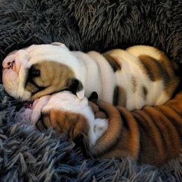 Bulldog and Shetland Sheepdog Puppies from Smooch-A-Bulls English Bulldogs & M&M Shelties