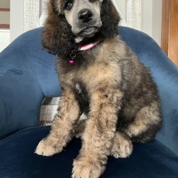 Moss Girl 1 - Brindle Poodle puppy in Bristol, Virginia from Schrute Farms Standard Poodles