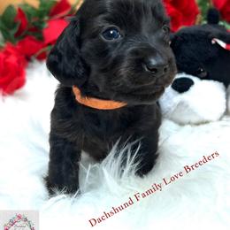 Valentine's Brindle - Brindle male Dachshund puppy in Prescott, Arizona from Dachshund Family Love Breeders