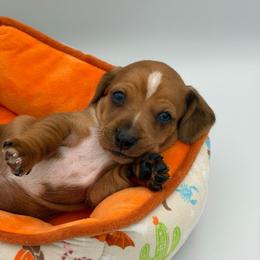 Red Collar boy, blue eyed dapple-cream - Dapple male Dachshund puppy in Odessa, Texas from K9 Royal Club