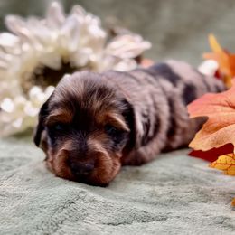 Boy 1 - Dapple male Dachshund puppy in Andalusia, Alabama from Sweet Home Alabama Dachshunds