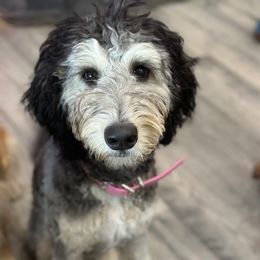 Rumi - Silver female Goldendoodle puppy in Pasco, Washington from Camp Doodle Woods