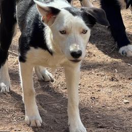 Silike - Black and white female Border Collie puppy in Canaan, New Hampshire from Henam Border Collies