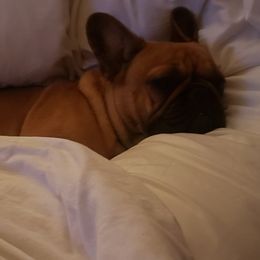 French Bulldog All Grown Up from Fetching Frenchies of SWFL