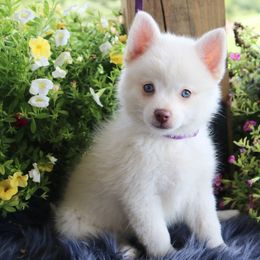 Porsche - White female Pomsky puppy in Missouri from Husky Hill Kennel