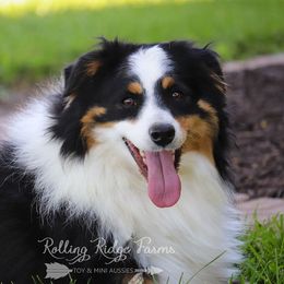 Shotgun - Miniature Australian Shepherd