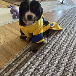 Bernese Mountain Dog Puppies from Bastian Mountain Dogs