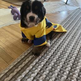 Bernese Mountain Dog Puppies from Bastian Mountain Dogs