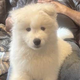 Felix ( white Boy) - White and biscuit male Samoyed puppy in Colorado Springs, Colorado from T&M Samoyeds