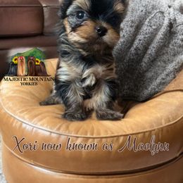 Xori - Black and gold female Yorkshire Terrier puppy in Baker, West Virginia from Majestic Mountain Yorkies