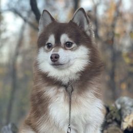 Chaos - Pomsky