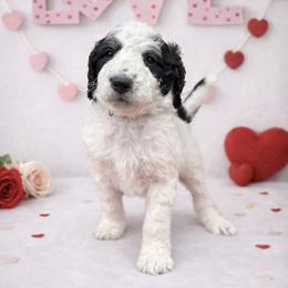 Clover - Black and white female Sheepadoodle puppy in Thornville, Ohio from Four Front Doodles & Friends