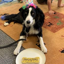 Border Collie Puppies from Ferguson Border Collies