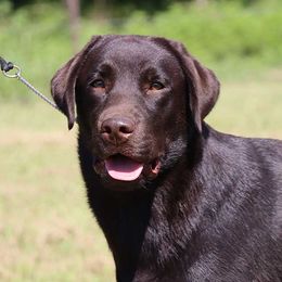 Special - Labrador Retriever