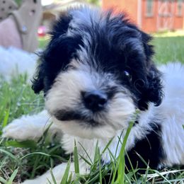 Cookie Dough with training - Black and white male Cockapoo puppy in Boonville, North Carolina from Doods & Dolls