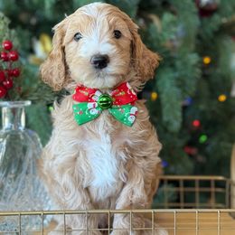 Hank- cream collar - Red  male Goldendoodle puppy in Yuciapa, California from AlltheDoodlez_