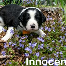 Innocent - female Sporty Mix puppy in Richland, Michigan from Seay's Sporty Mixes