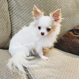 Calvin - Chihuahua